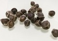 慢性病吃多长时间的辣木籽(有慢性胃炎可以吃辣木籽吗)