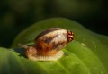 蜗牛有哪些功效作用与禁忌"(蜗牛的天敌有哪些)