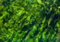 海藻可以祛斑吗(海藻有祛斑效果吗)