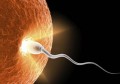 受精卵的发育与着床(胚珠里面的受精卵发育成什么)