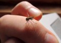孕妇防蚊注意行为有哪些(孕妇 防蚊)