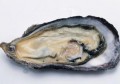 牡蛎的营养价值及功效(生蚝和海蛎的营养价值一样吗)