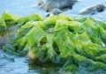 绿豆和海藻一起吃有什么后果(绿豆和海藻一起吃有什么后果嘛)